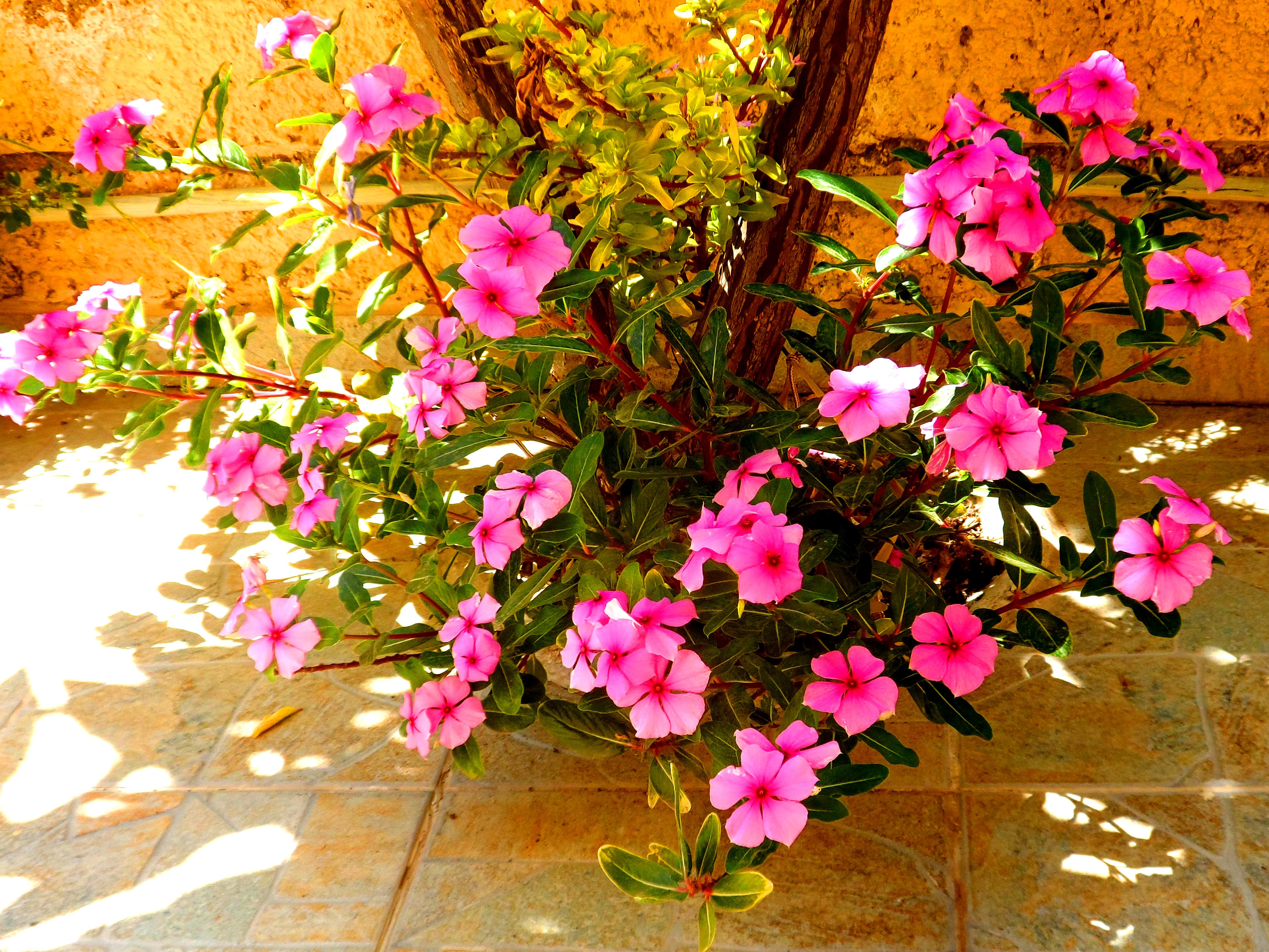 Papafotis Apartments & Suites Alinda (Leros) Exterior foto